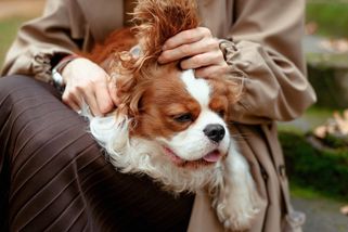 O dva roky déle. Developer Korec chce křížením prodloužit psům život - Seznam Zprávy